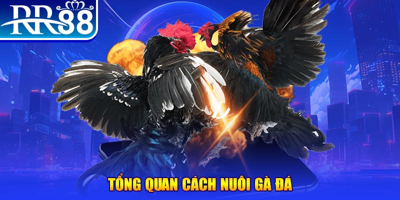 socvip VA Điện Tử