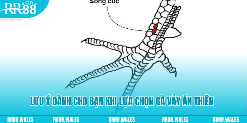 socvip xổ số đồng nai